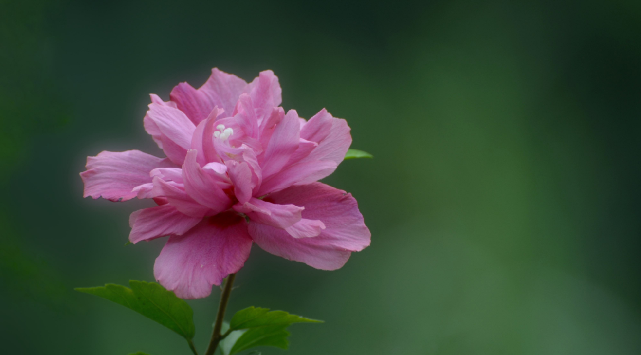 木菊花和木槿花一样吗