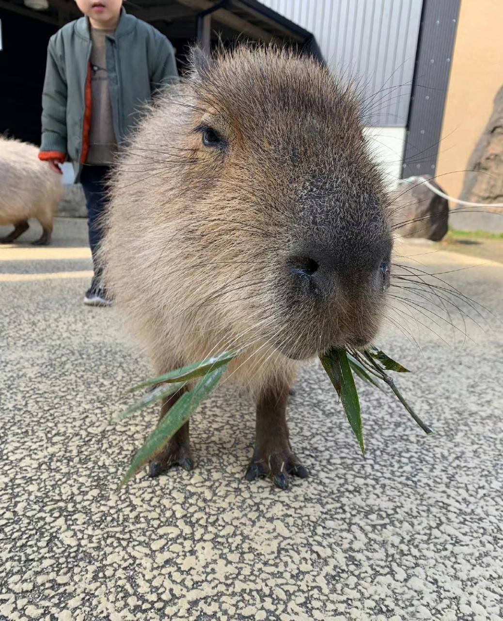 新型宠物推荐:水豚.