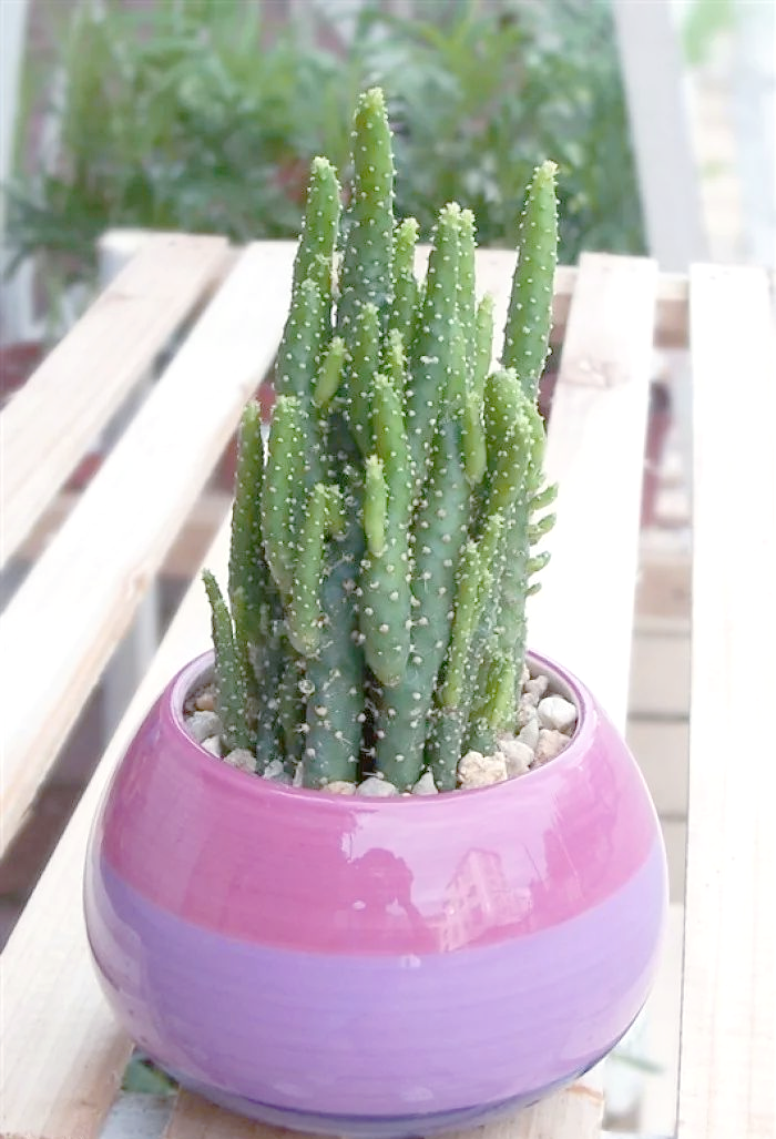 仙人掌科姬珊瑚的详细介绍与养殖指南