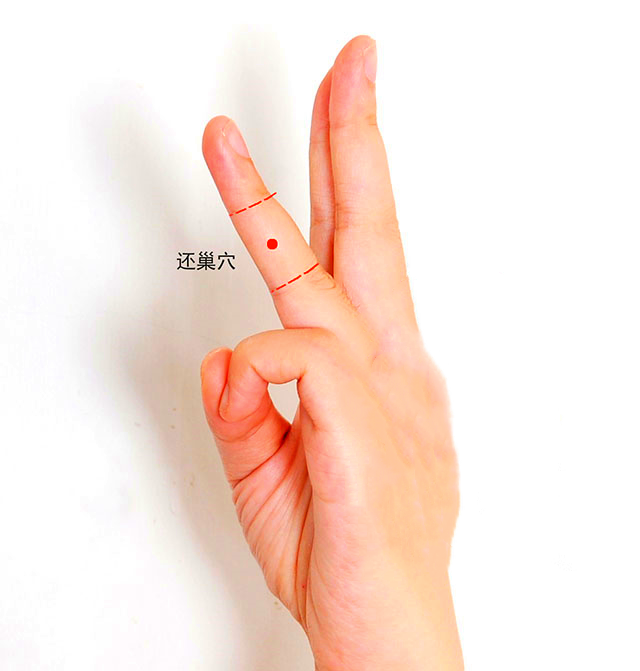 董氏奇穴针灸:还巢穴 l 还巢穴「穴位讲解」