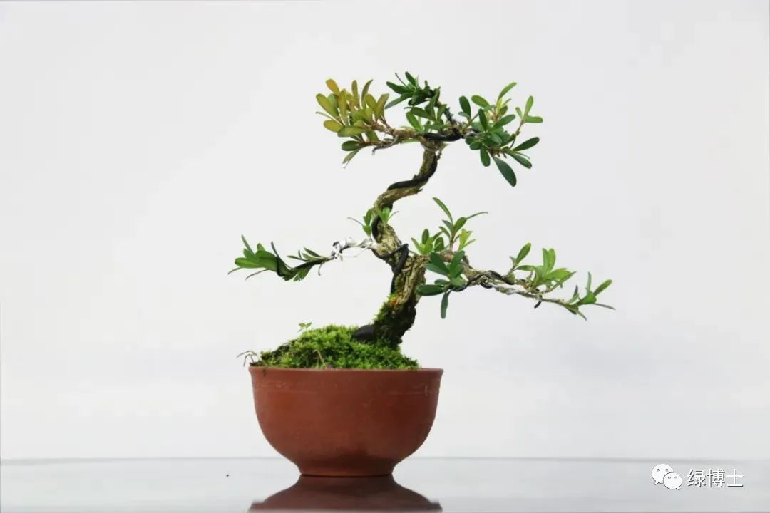 在家做一盆海派微盆景?教学视频为你准备好了