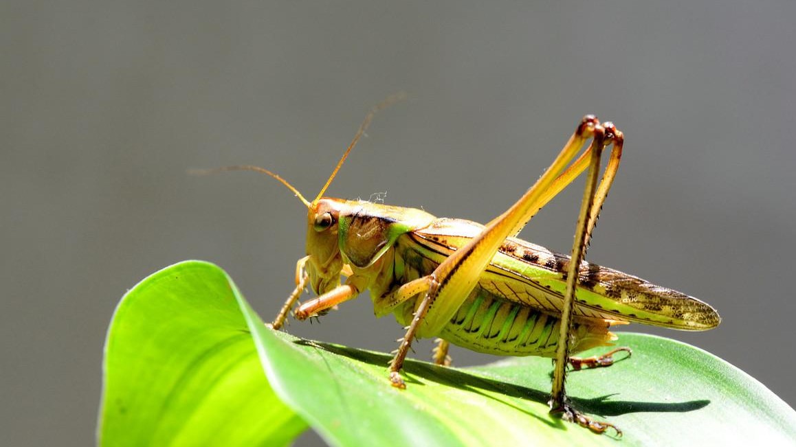 孔子遇到蚂蚱精,一年不是四季是三季,职场上做事眼睛里得容沙子