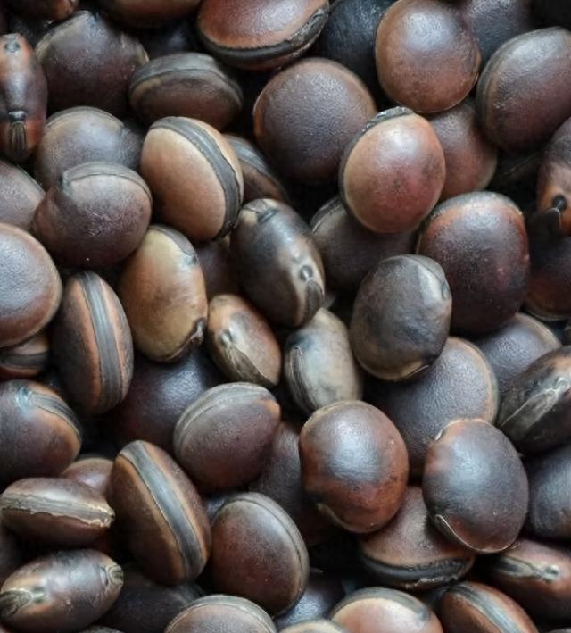 禾雀花种子催芽方法步骤