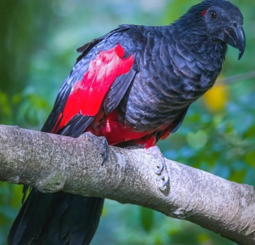 —dracula parrots 德古拉鹦鹉的奥秘与美丽