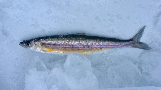 小科普|美国9种鲜为人知的淡水鱼