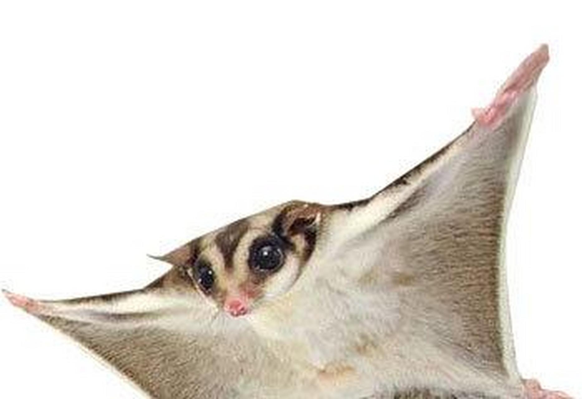 蜜袋鼯真的这么玻璃心吗?