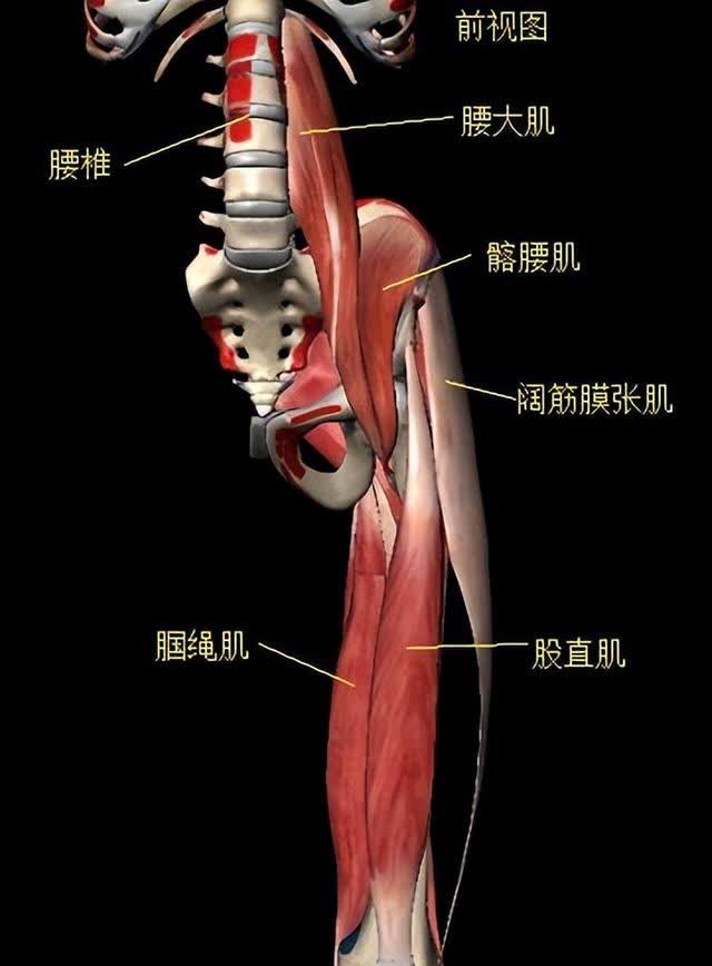 髋关节前屈的肌肉图片