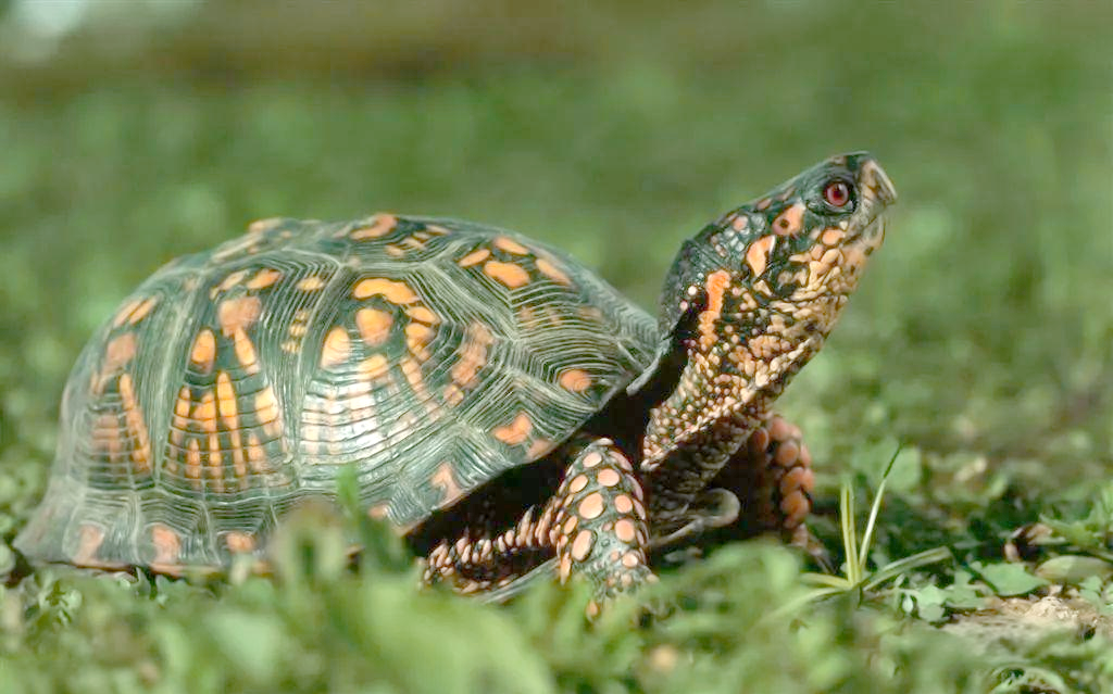 乌龟:一种长寿且多变的动物介绍