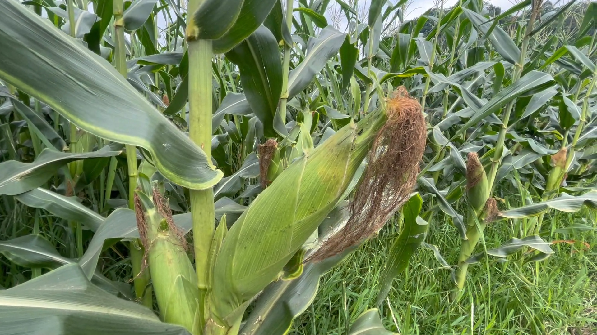 惠水县羡塘镇1200亩早熟玉米上市