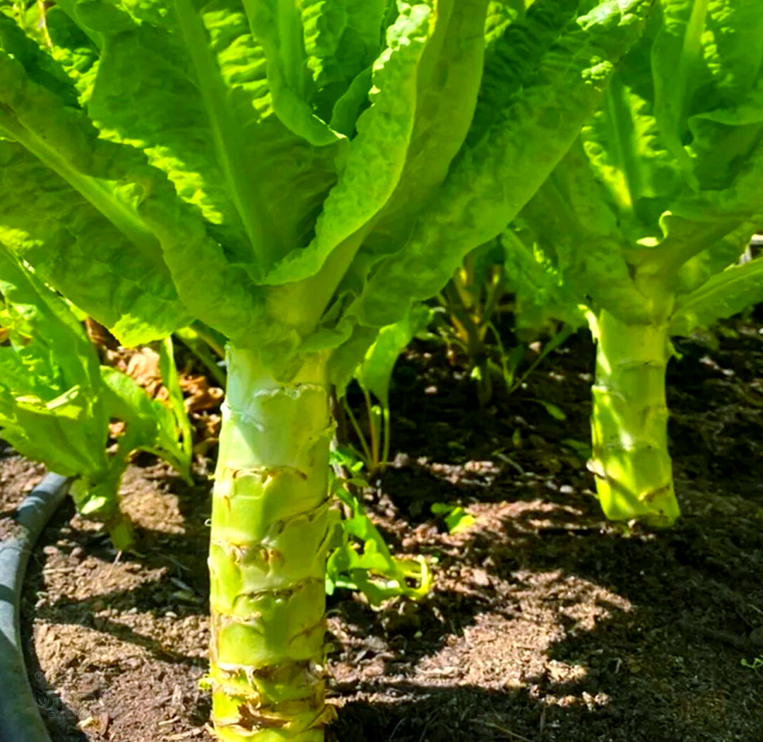 莴笋与生菜:从种植到收获的全面指南