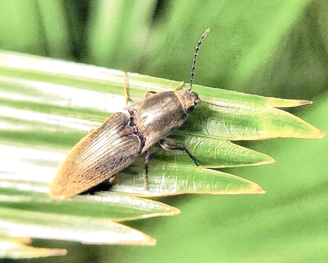 叩头虫:一种会"求饶"的甲虫,探索其独特的生活习性