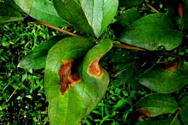 牡丹病害防治全攻略:深入探讨灰霉病,褐斑病及其他主要病害