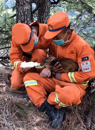 暖心闻|爱了,爱了!森林消防员的神奇动物