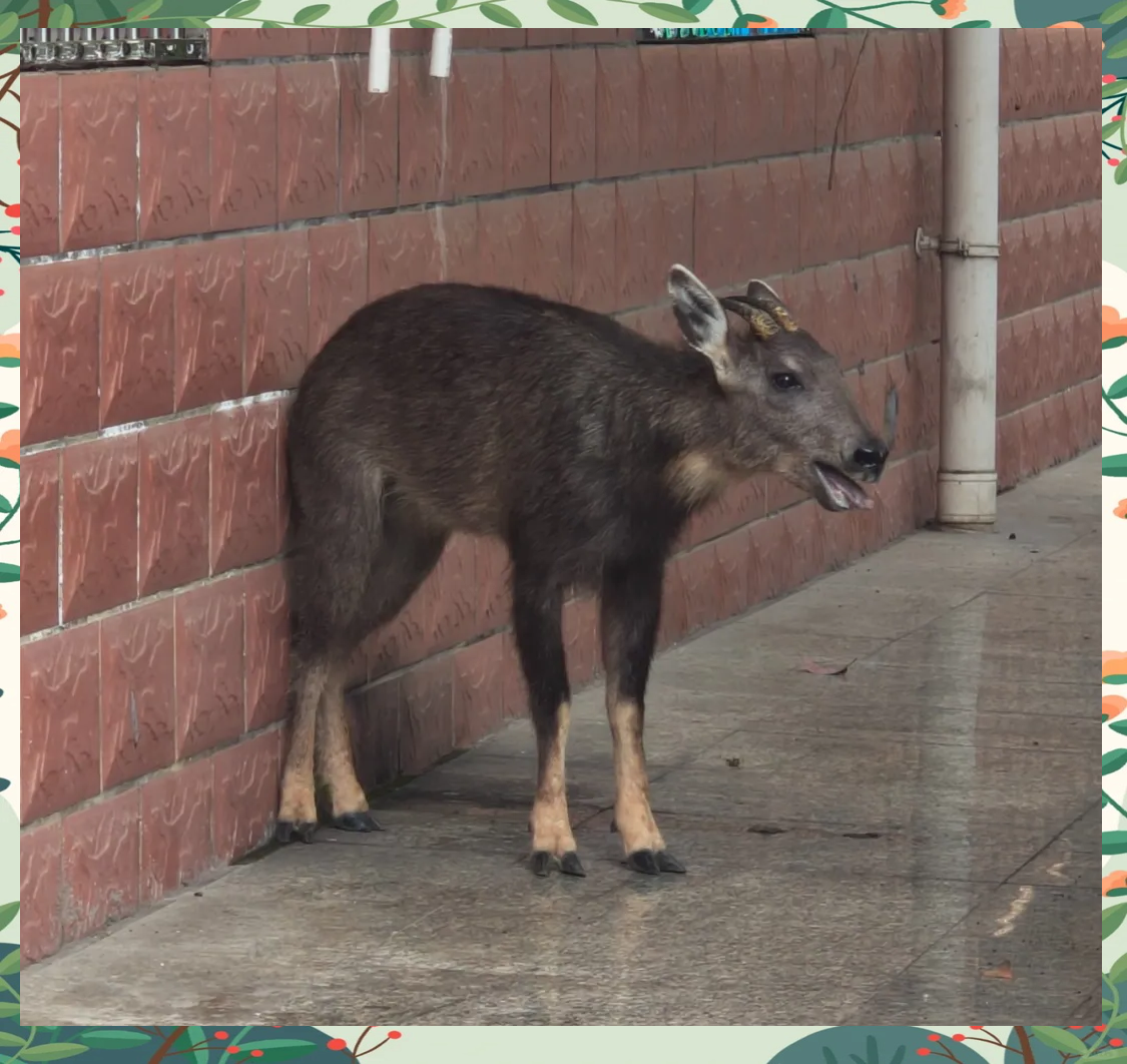 大河坎镇惊现国家二级保护动物"四不像",引发救援行动