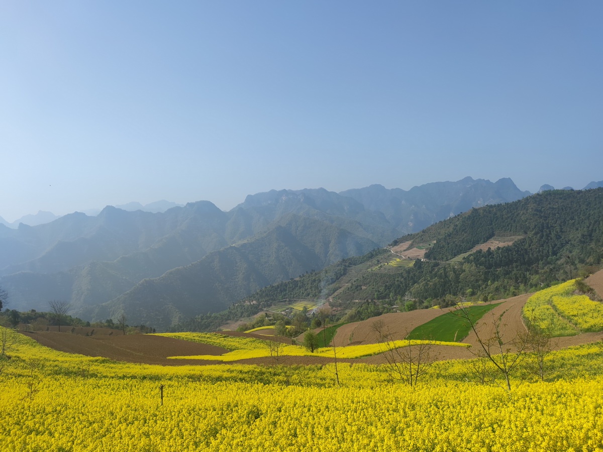 徽县大河店镇5000亩高山油菜花开正旺