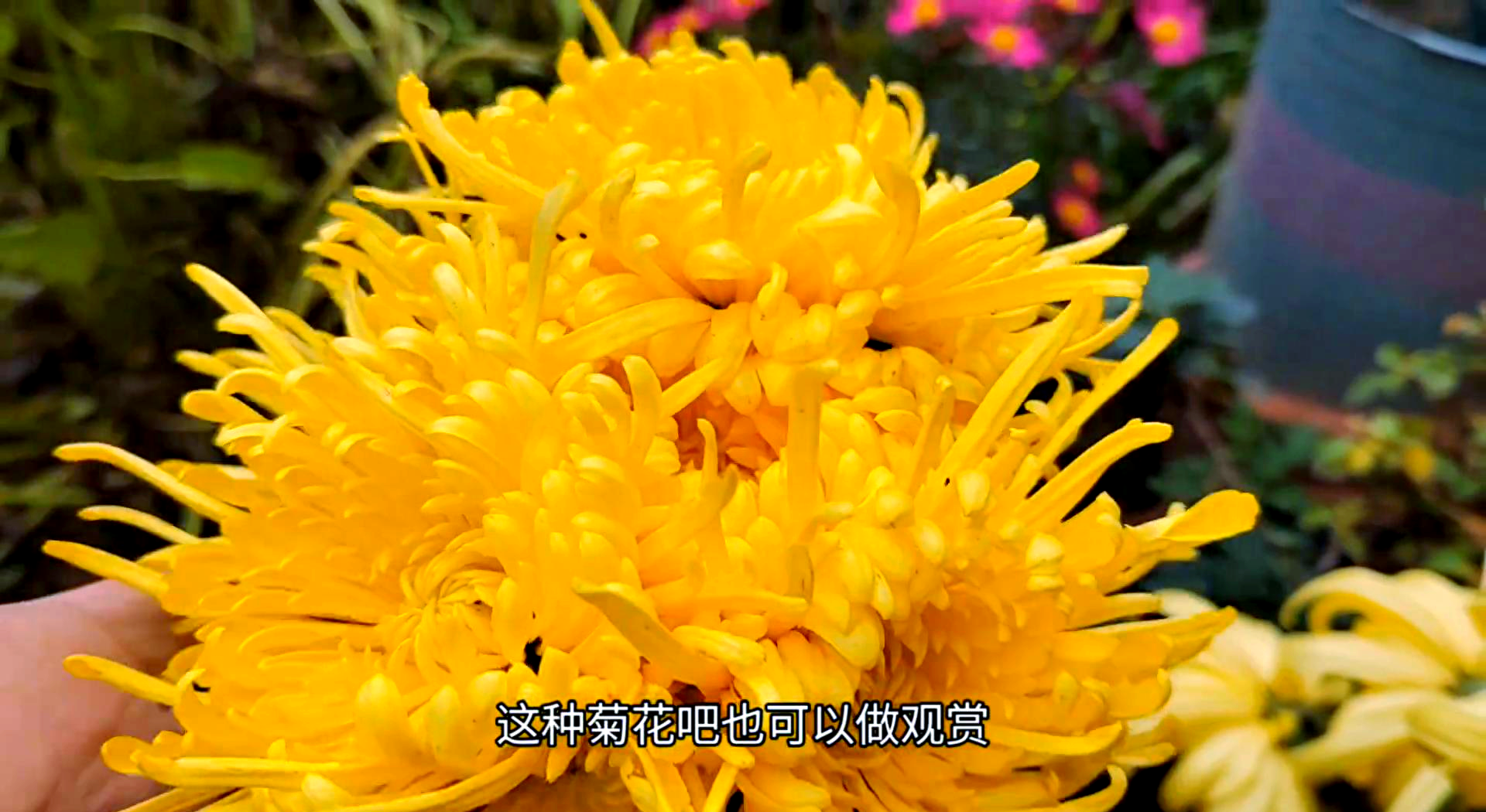 金丝皇菊批发价格