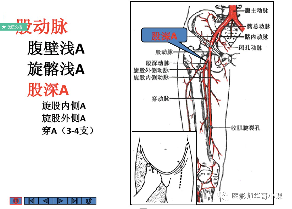 「高清血管图」全身动脉血管(彩色)