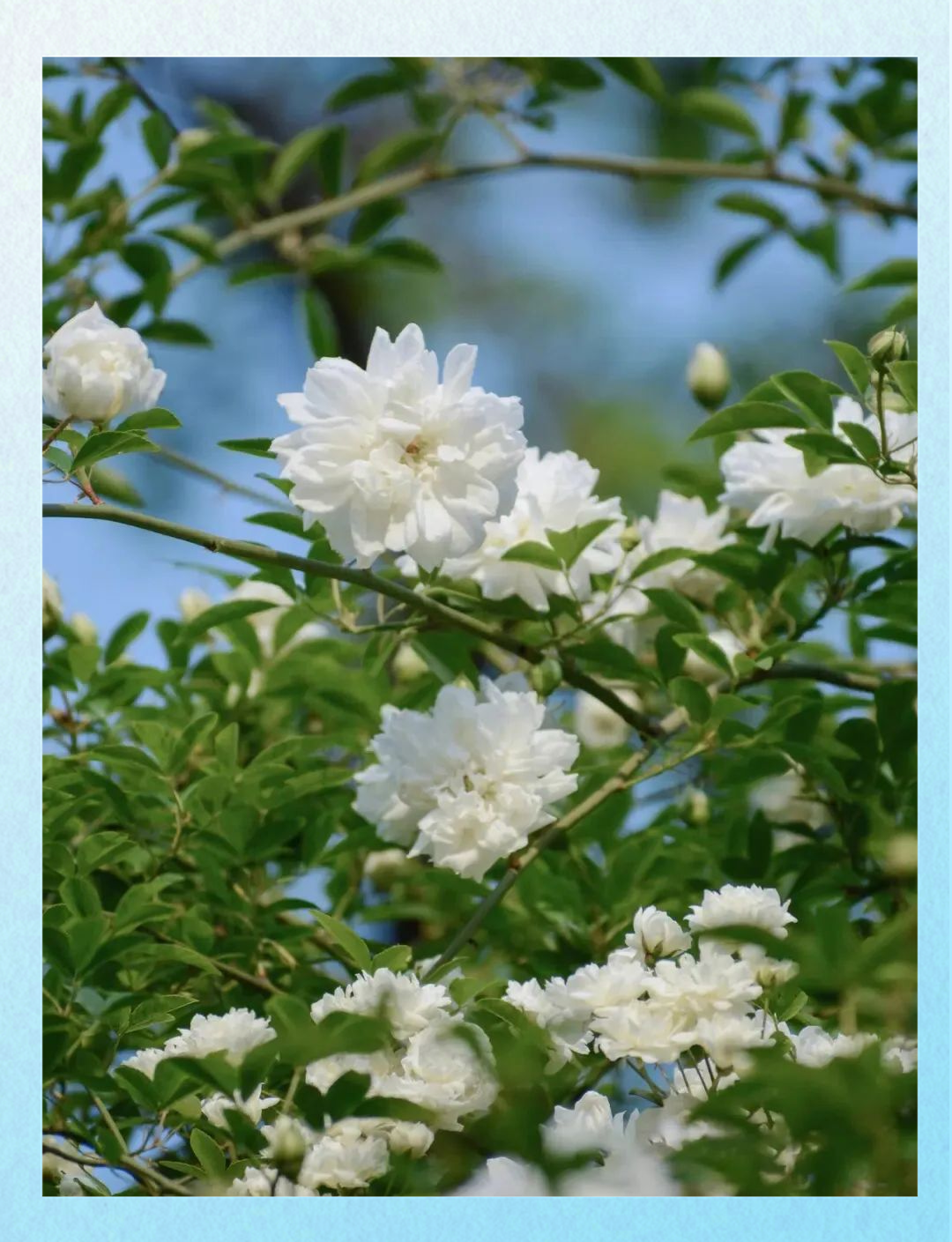 荼蘼花:春末夏初的独特色彩