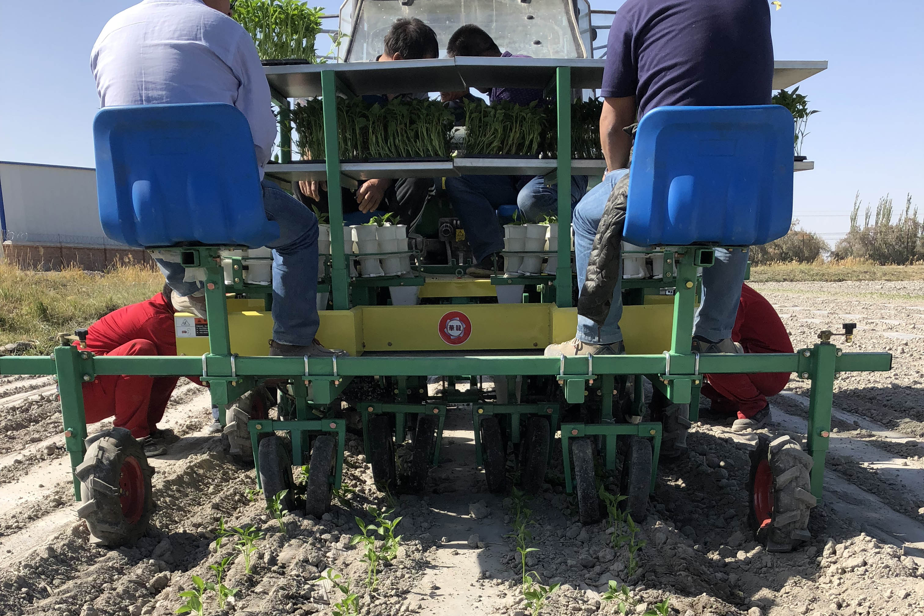 辣椒栽苗机定制