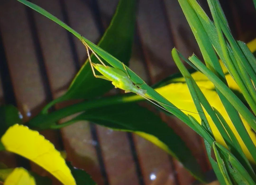竹蛉饲养指南:从邂逅到精通,探索夜行昆虫的奇妙世界