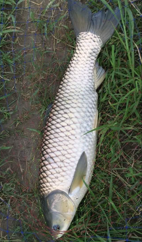 军鱼和草鱼的区别