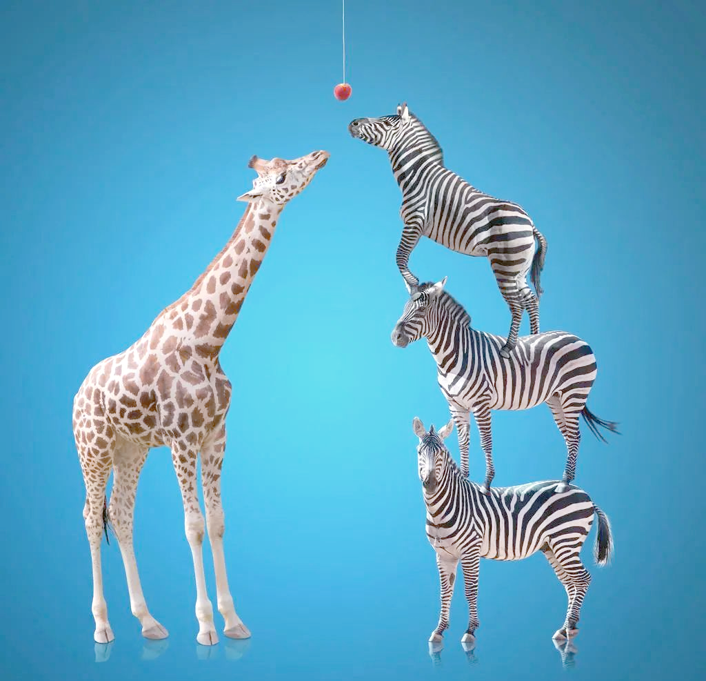 探秘长颈鹿:腿以上皆是脖子的非洲绅士