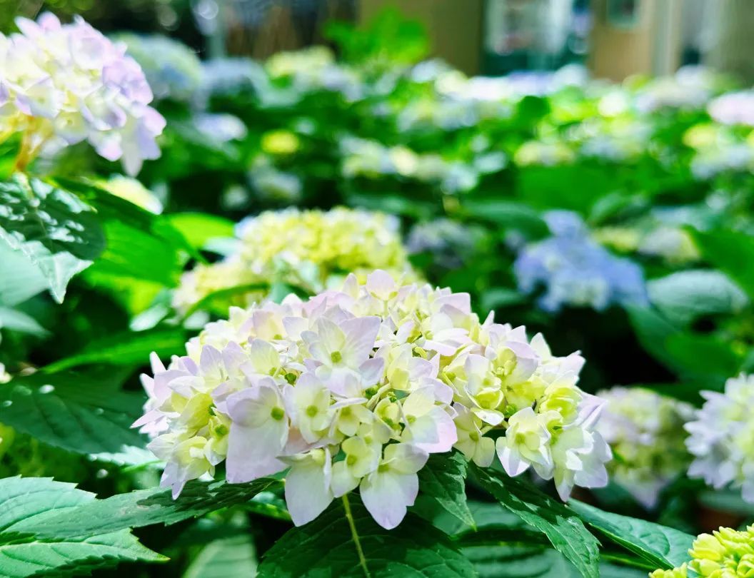 美若琉璃!宝山这里的八仙花开啦