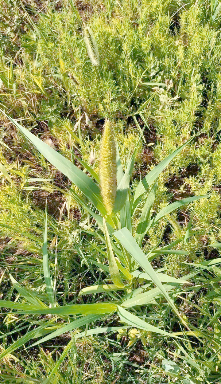 狼尾草与狗尾草的独特魅力:从田间杂草到艺术灵感