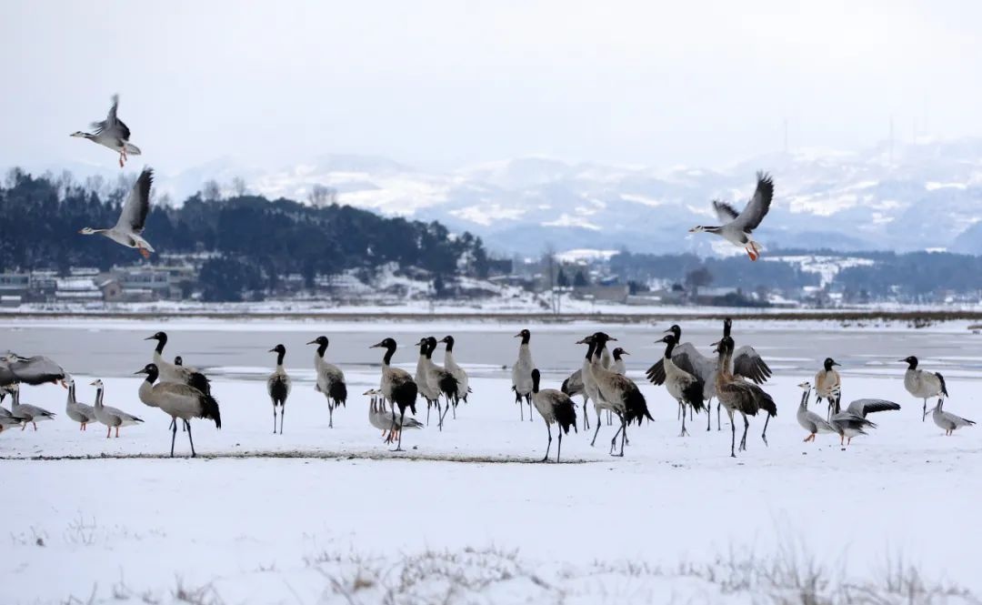 威宁草海:2000多只黑颈鹤"与雪共舞"