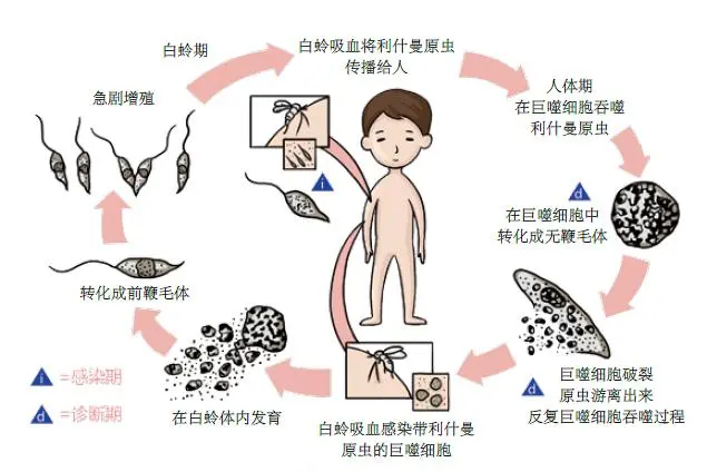 你了解小昆虫白蛉及其健康危害吗?