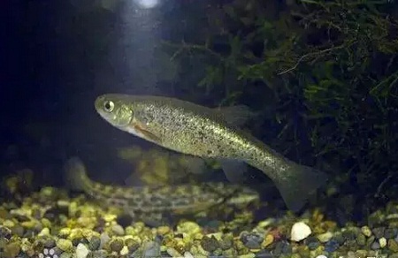 这种不起眼的小鱼,过去一捞几十斤,如今卖40元一斤