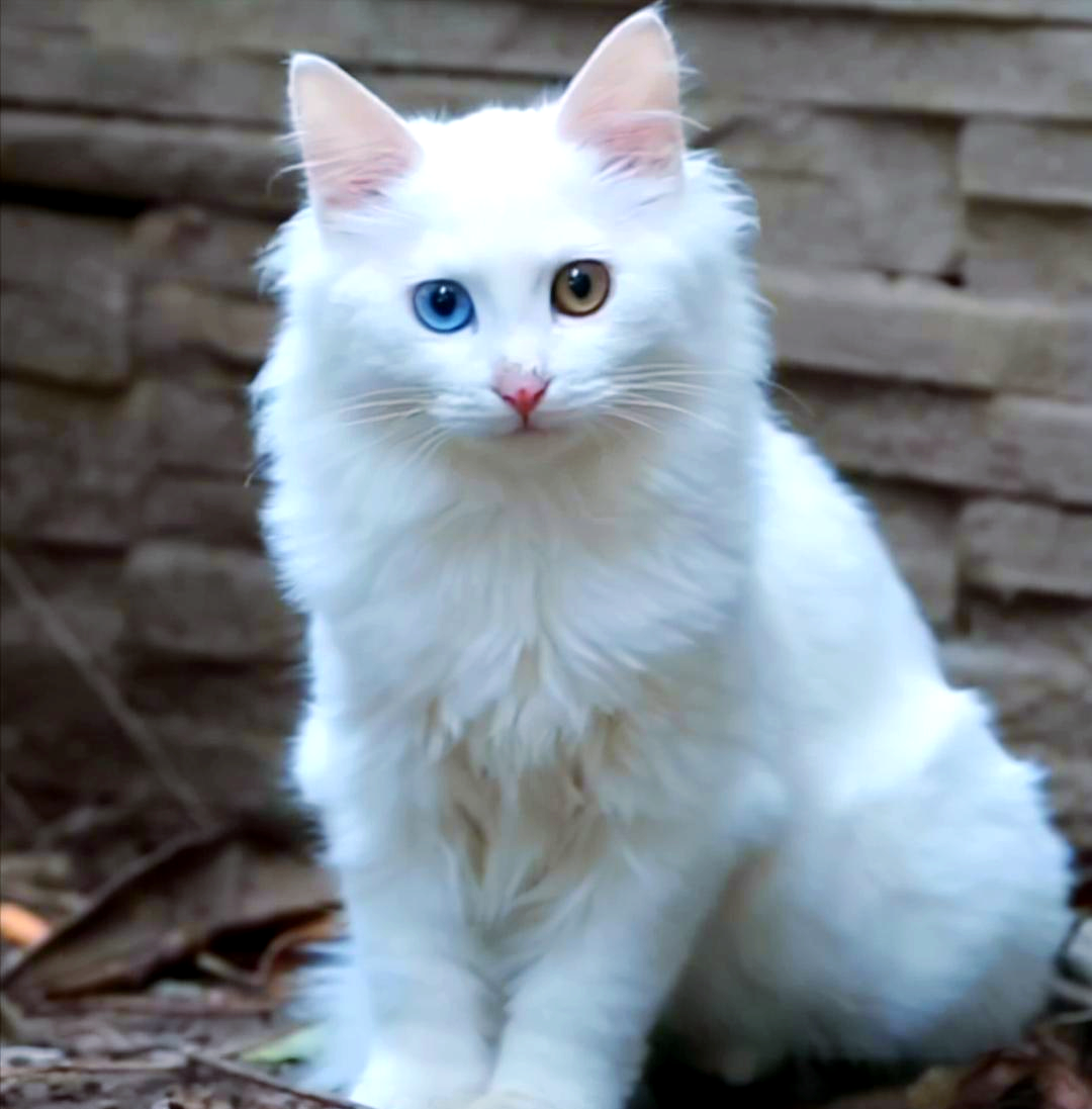 深入了解山东狮子猫:一种温顺且受欢迎的宠物猫