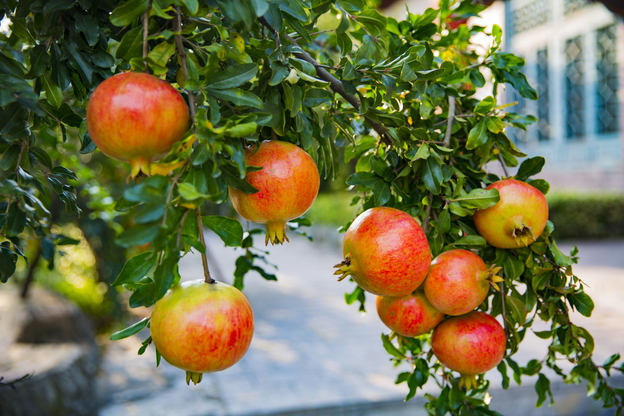 火红的果实挂满枝头,枣庄峄城石榴喜丰收