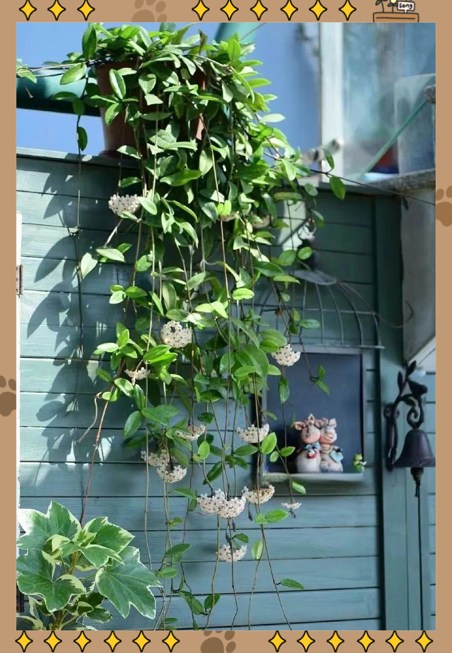 介壳虫介壳虫是常见的植物害虫,它们常寄生于球兰的叶片,叶鞘和茎上