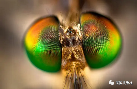 谈蝇:竹心(白羽?)《大同报》1934