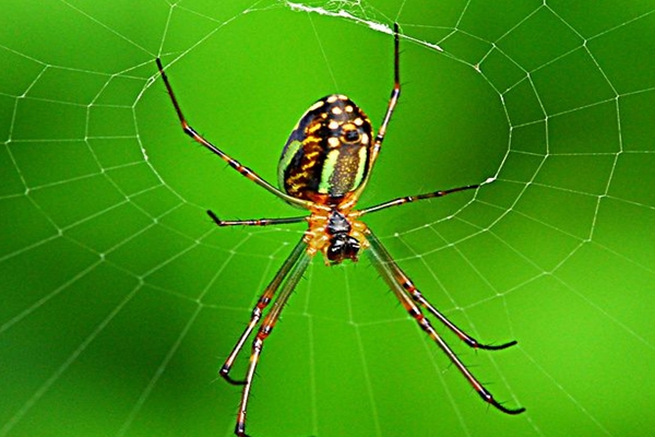 蜘蛛的天敌是什么