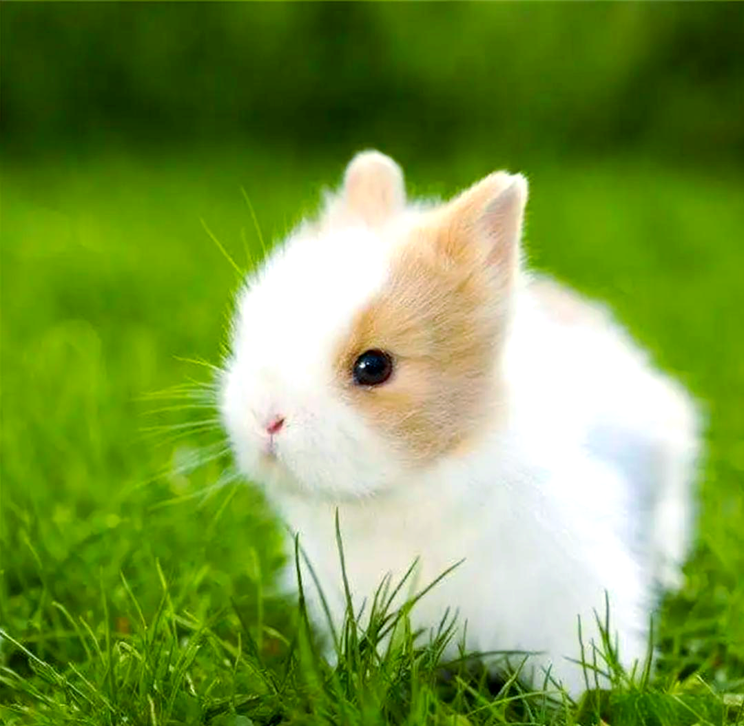 探秘侏儒兔:小巧玲珑的可爱兔种