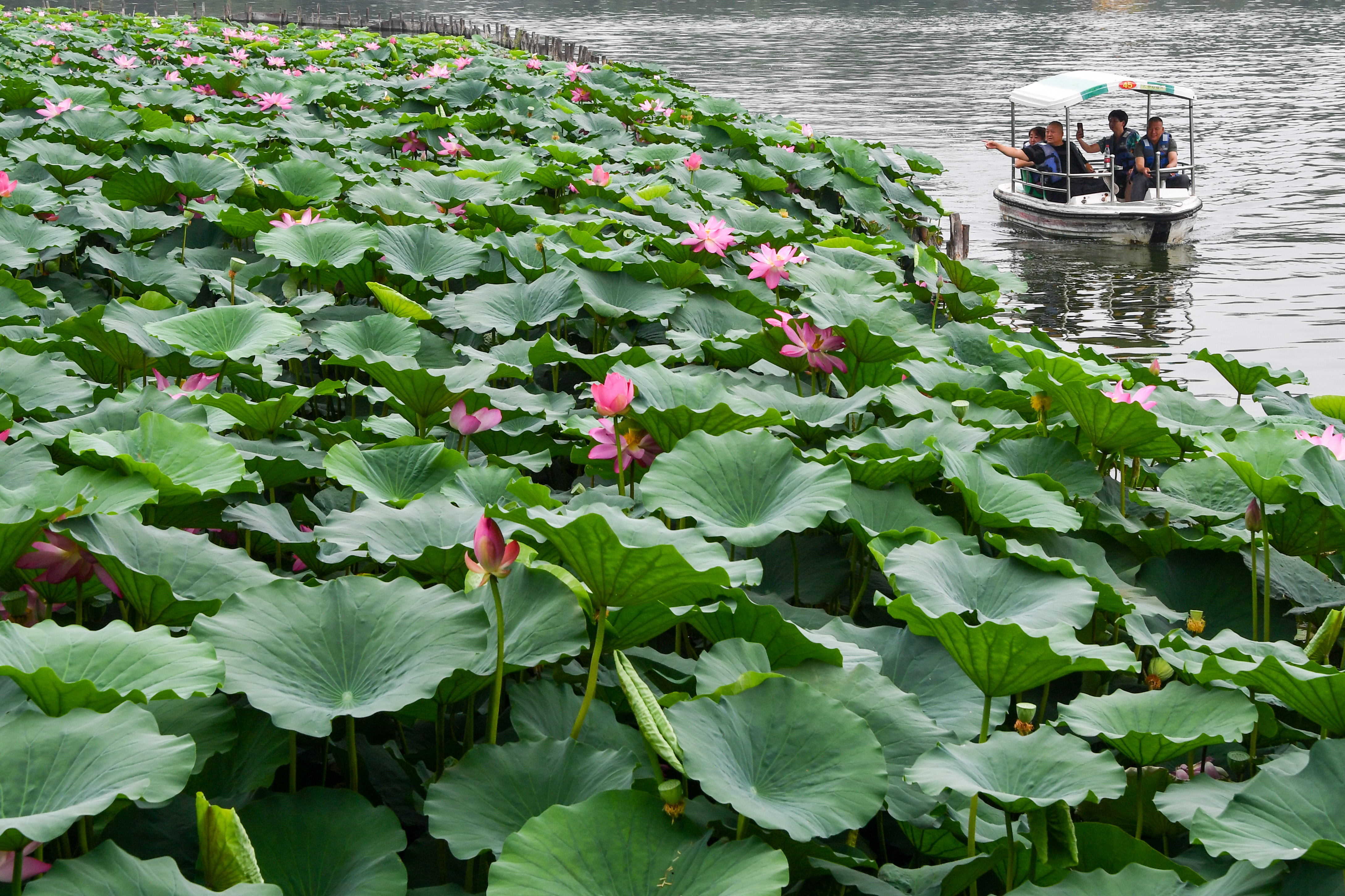 山东济南 夏日荷花盛开