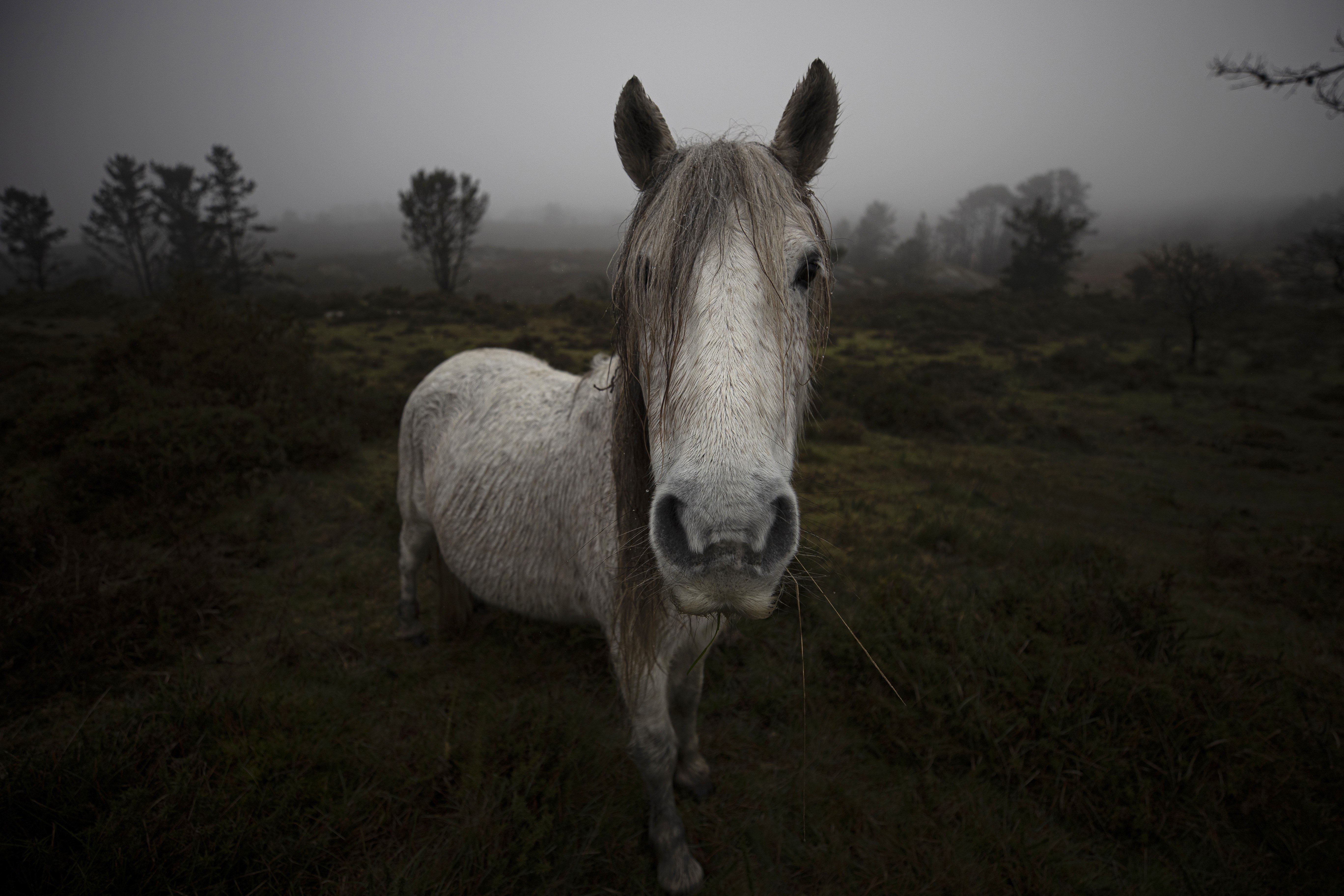 西班牙加利西亚地区的野马
