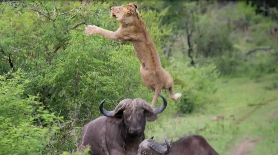 狮子大战野牛,不料被野牛摁到地上摩擦,这下狮脸丢尽了!