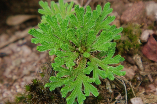 北京华煜圣荣传媒有限公司讲述植物还亮草