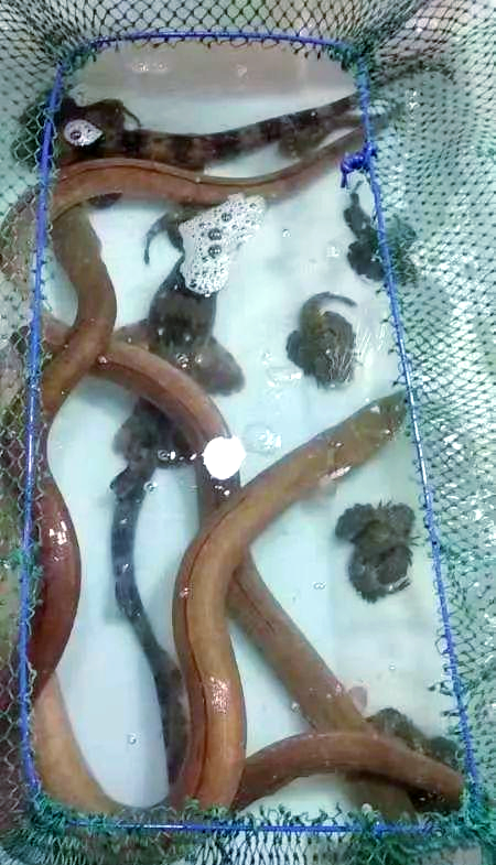 野生土龙:一种珍贵的海中生物,食疗效果显著