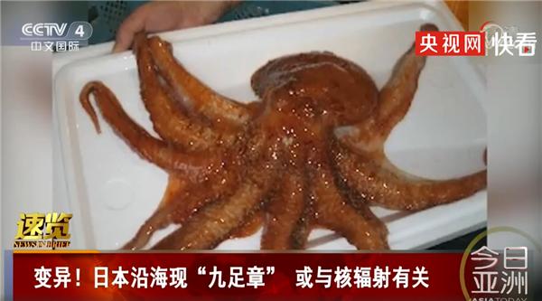 变异!日本惊现九足章鱼:或与核污水有关