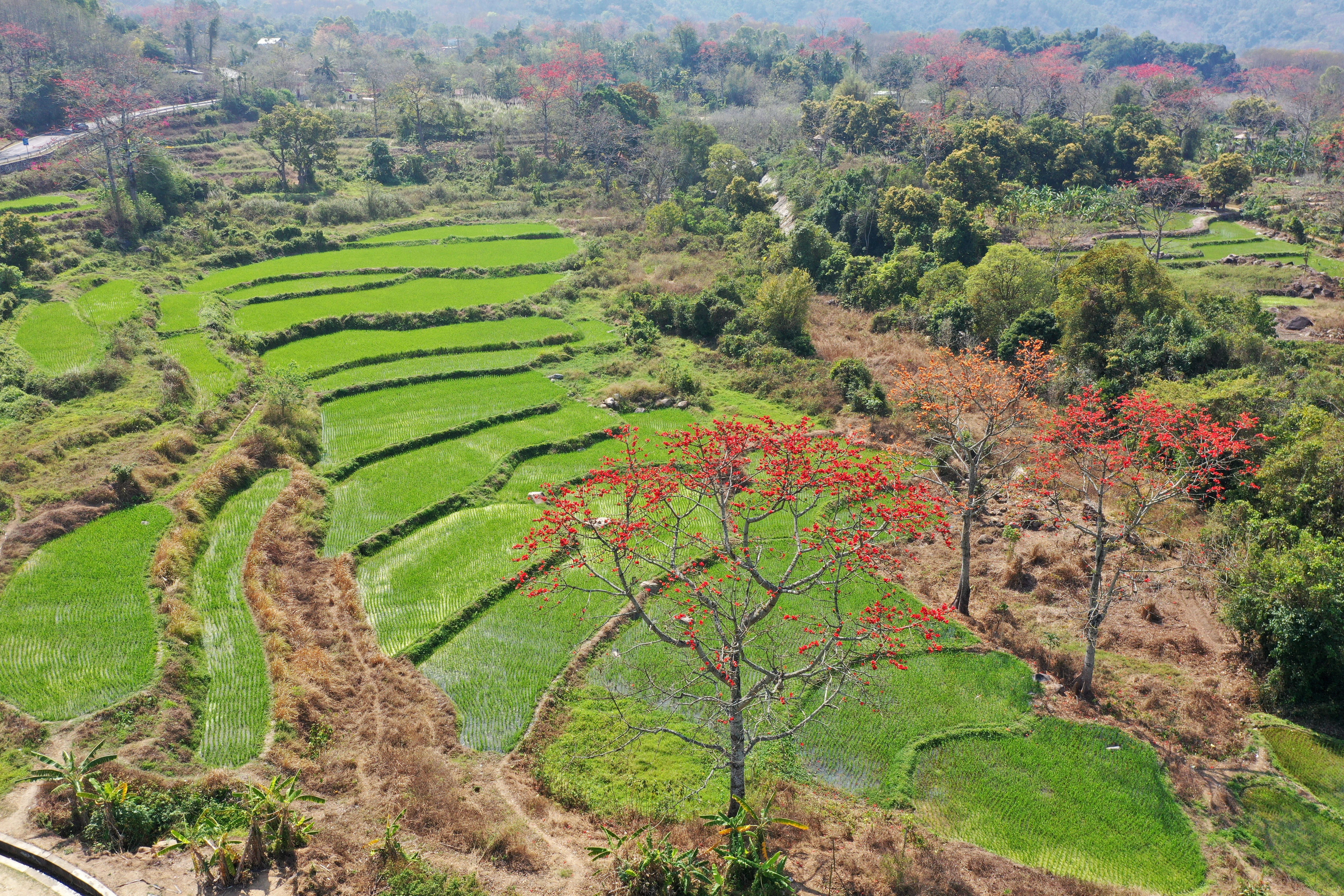海南昌江:木棉花开引客来