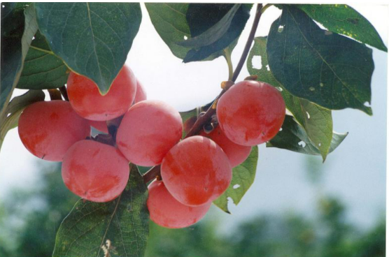 姚文辉「秋之殇」主播|江河