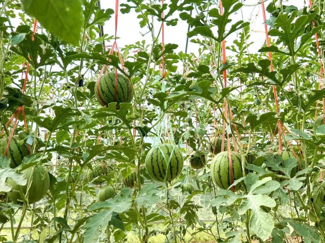 临洮清甜自然熟的小吊西瓜来啦