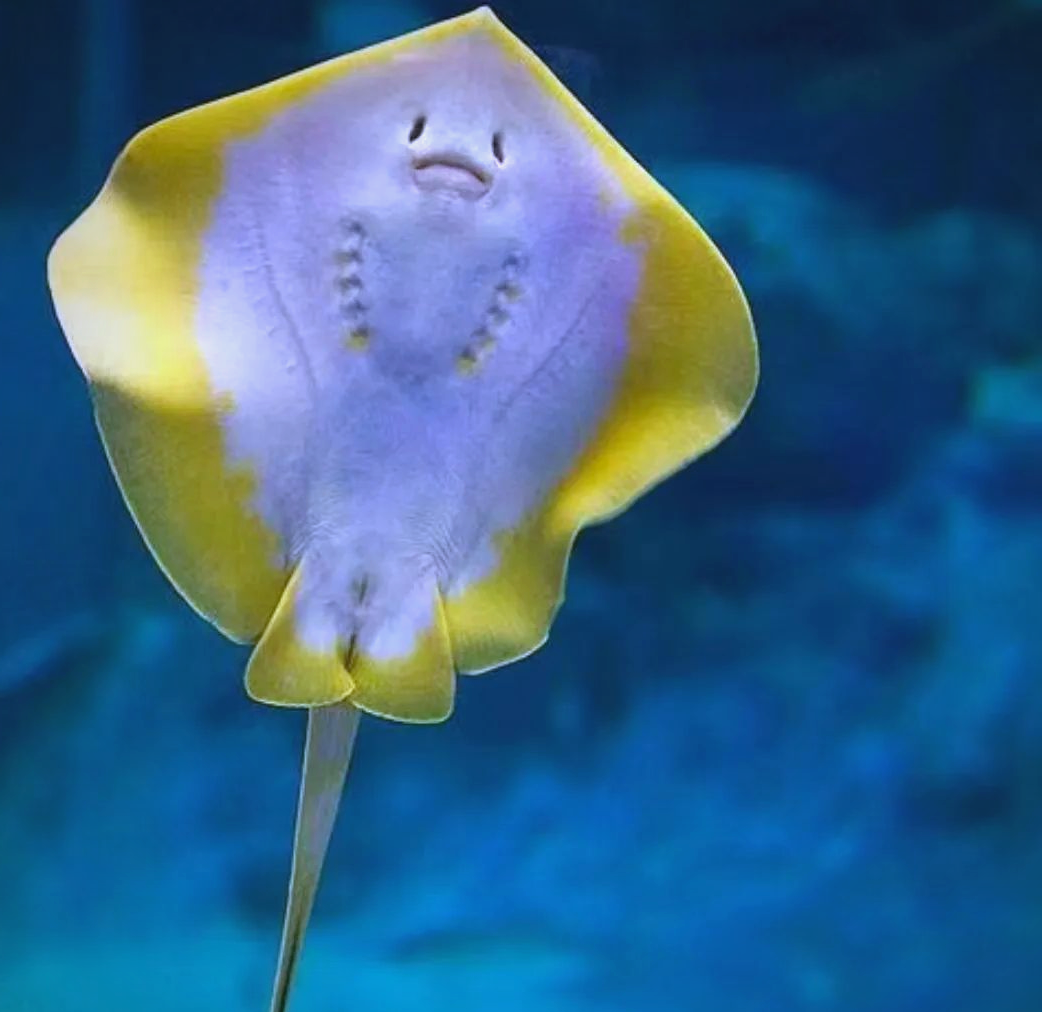 鳐鱼:海洋中的微笑猎手,上班时竟以同事为食