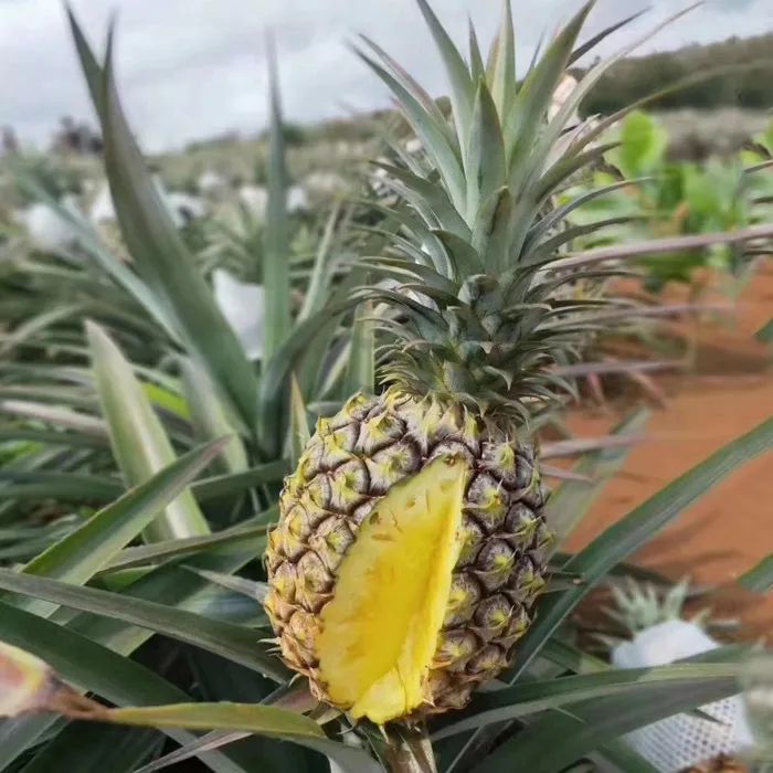 头茬精品果酸甜多汁海南金钻凤梨鲜美实惠