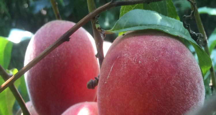 红花茶桃果树适合生长的地方