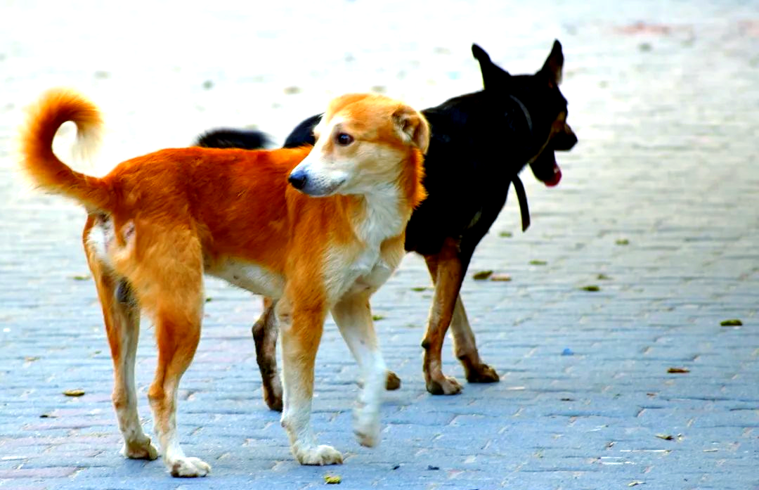 狗为什么摇尾巴表达开心为什么在线